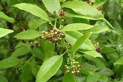 Santalum album